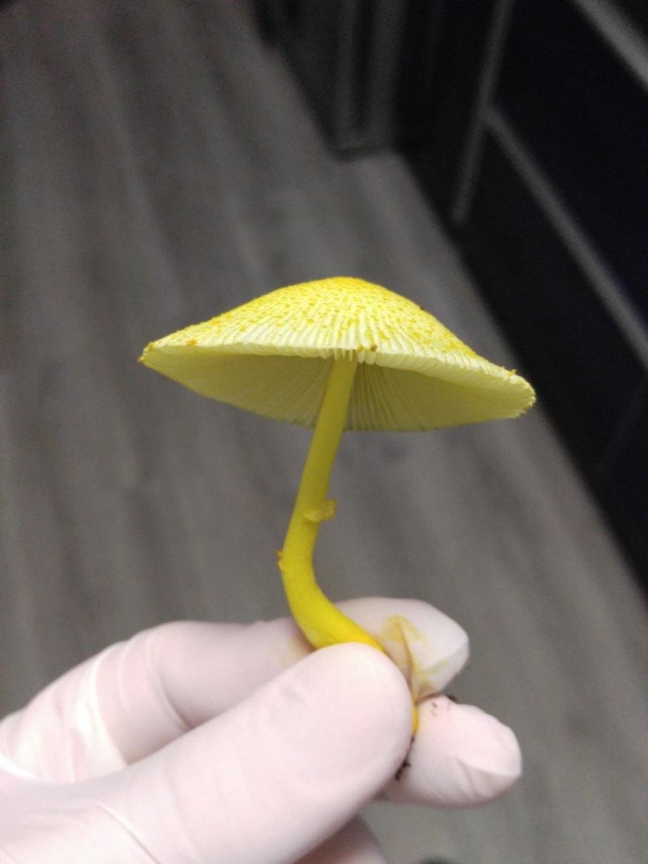Лепиота Leucocoprinus