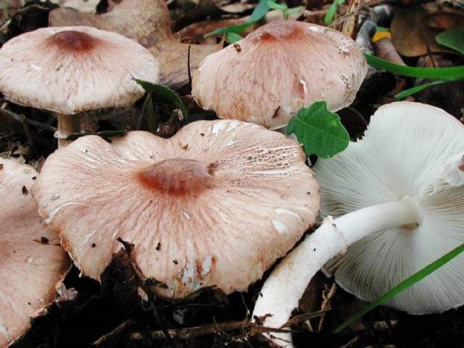 Белонавозник Пилата