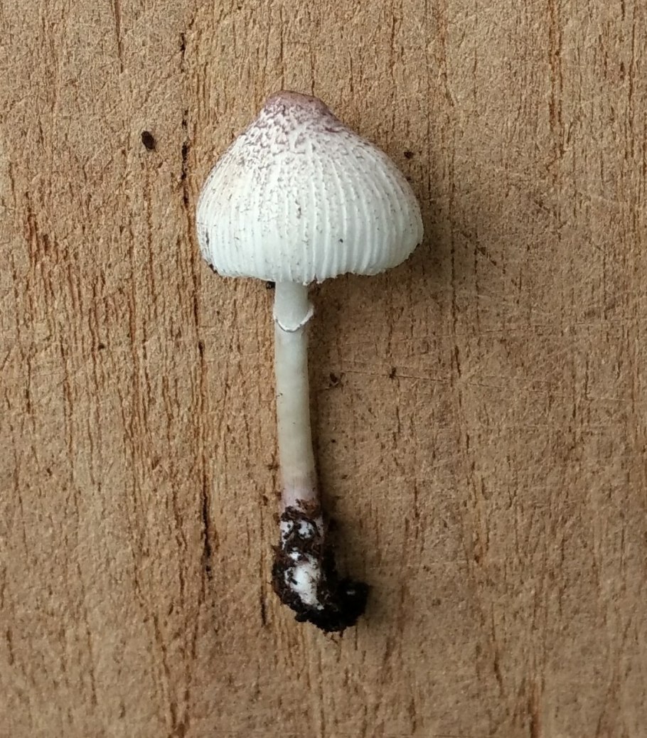 Белошампиньон Пилата