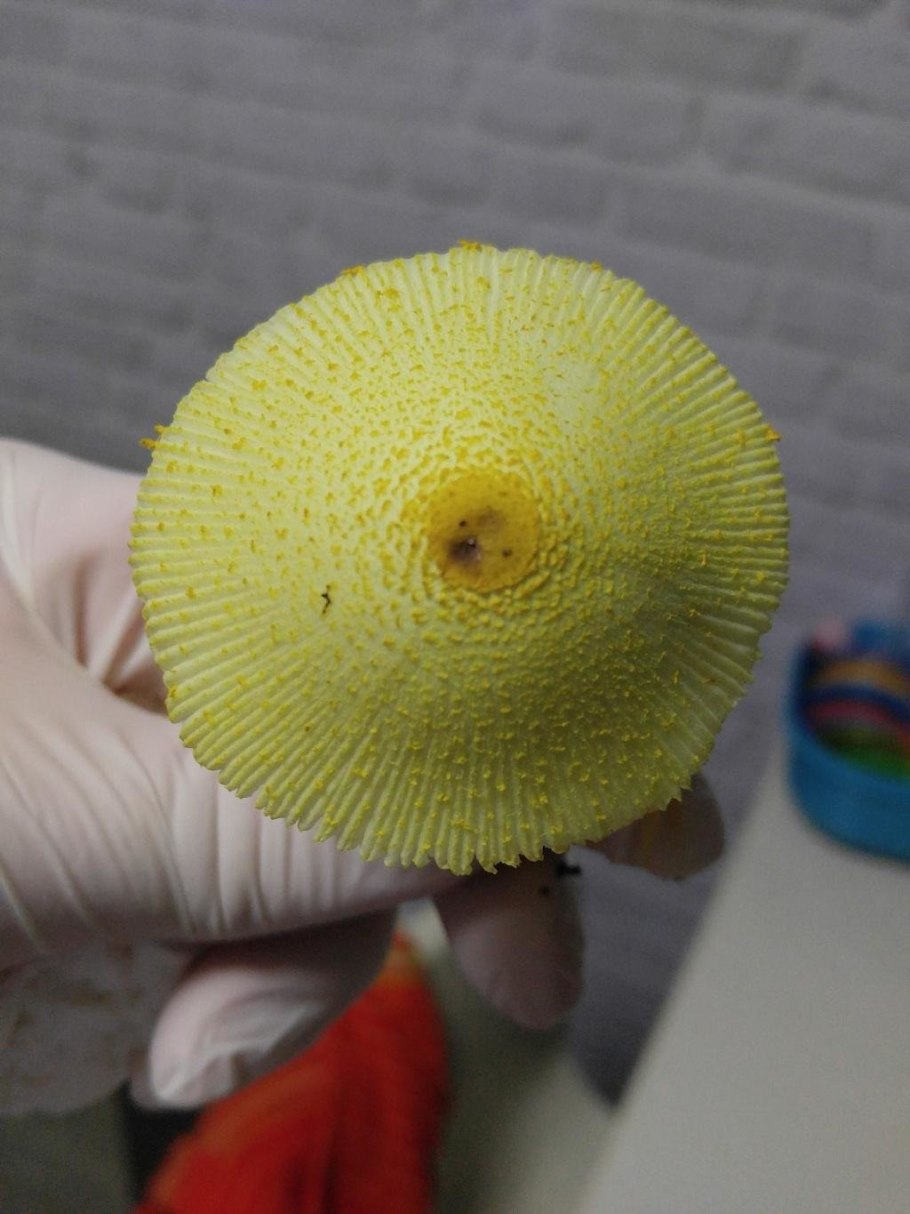 Белонавозник бирнбаума