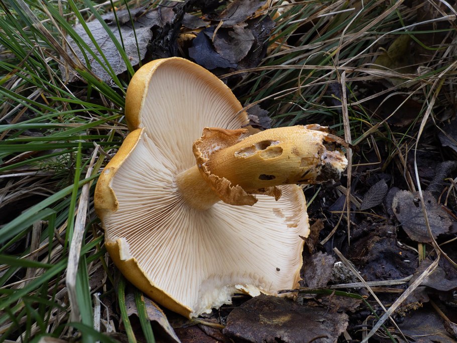 Leucocoprinus birnbaumii
