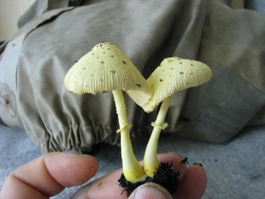 Leucocoprinus badhamii