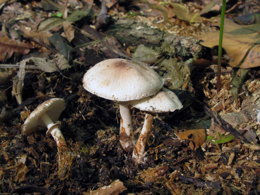 Белонавозник Бребиссона