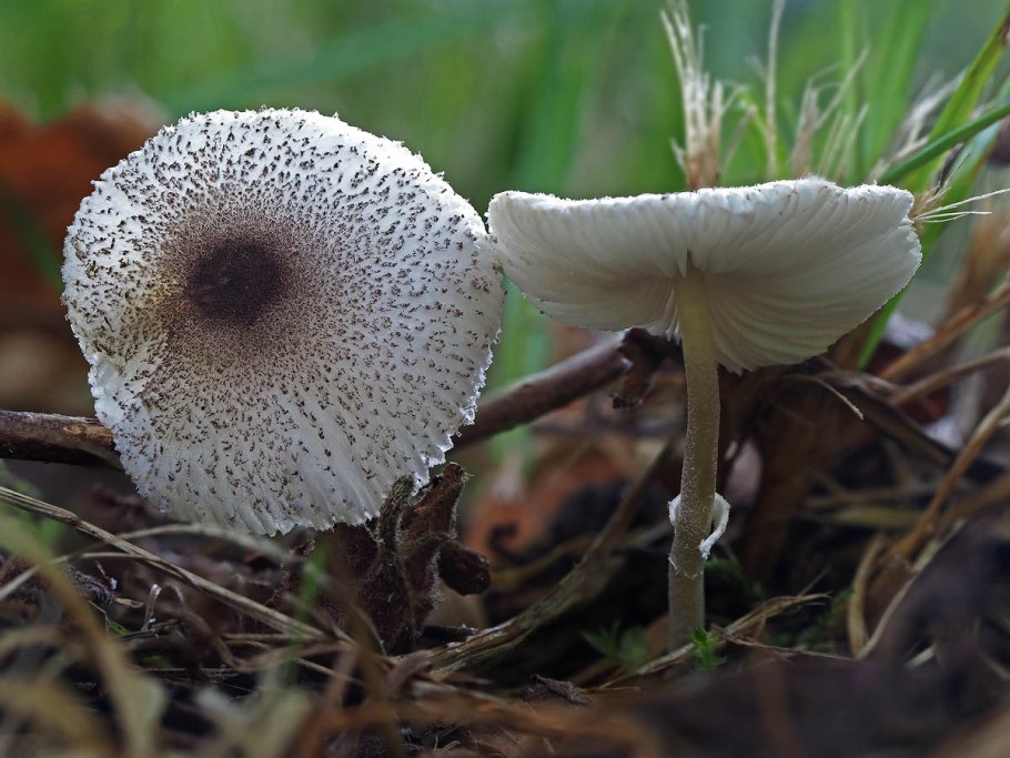 Leucocoprinus birnbaumii