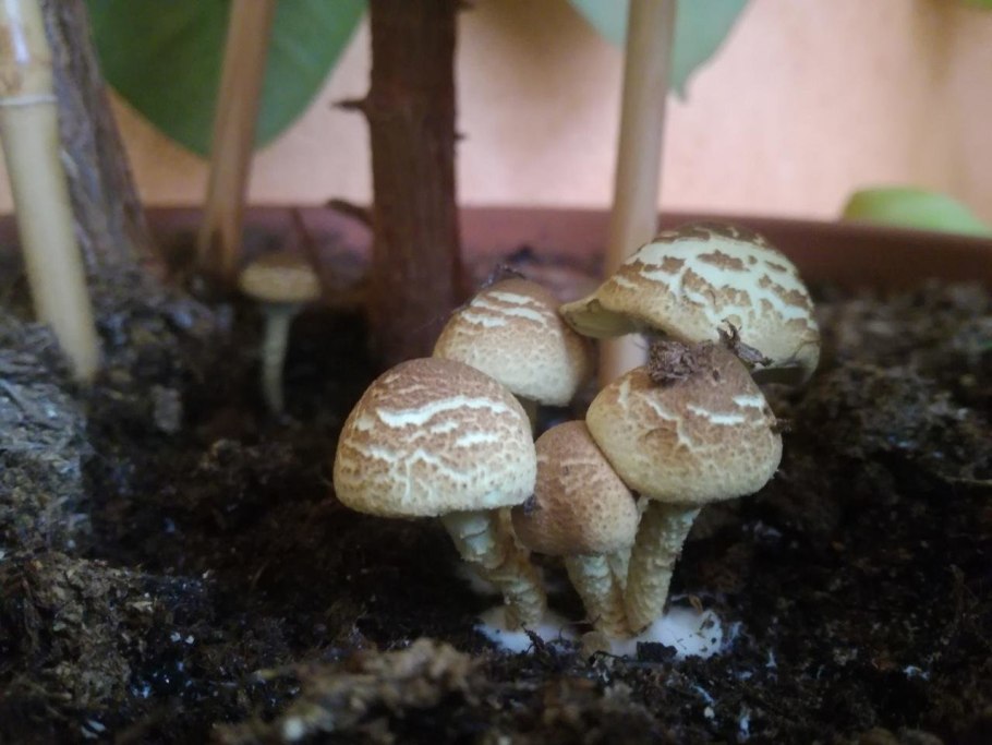 Лепиота Leucocoprinus