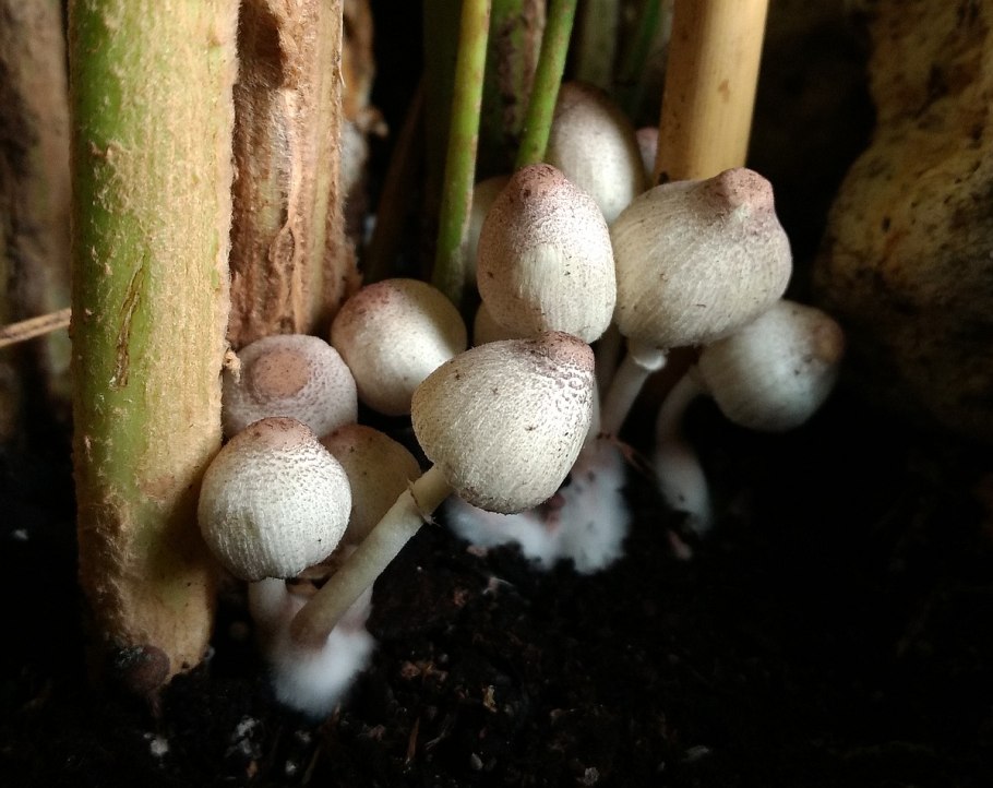 Белонавозник Бирнбаума в цветочном горшке