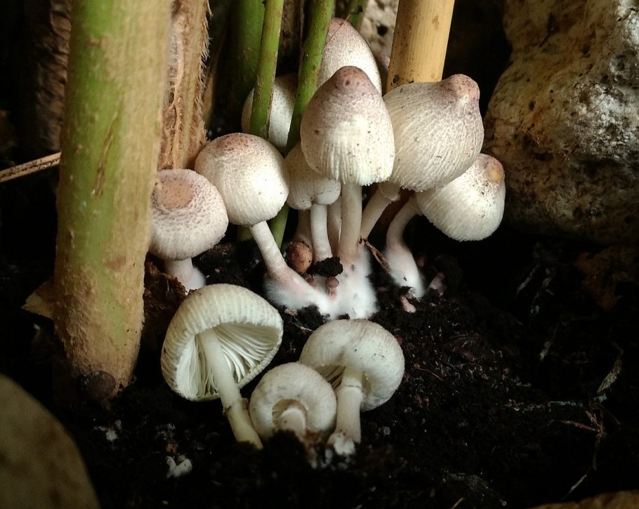 Гриб Белонавозник Бирнбаума