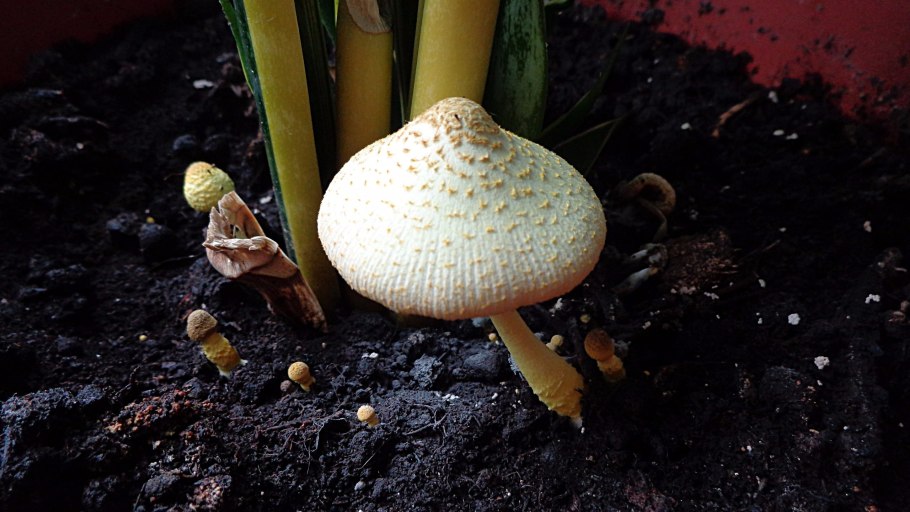 Лепиота Leucocoprinus
