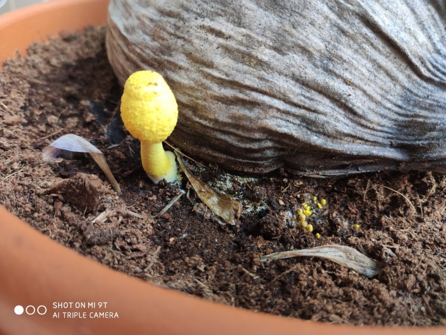 Гриб Белонавозник вырос в горшке домашнего растения