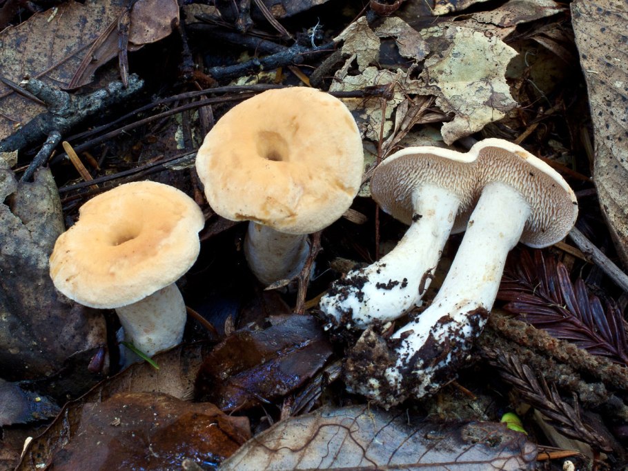 Ежовик пестрый гриб