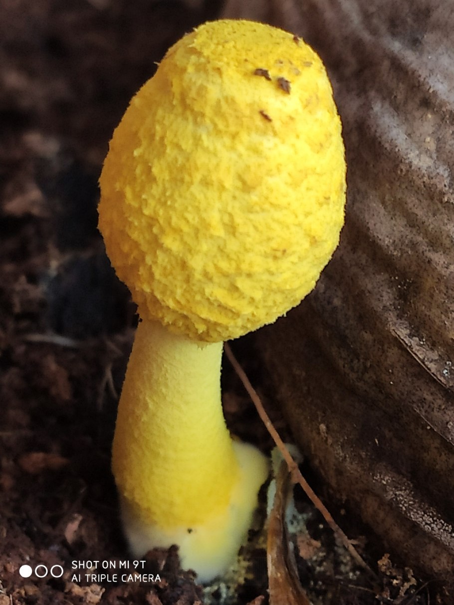 Гриб Белонавозник