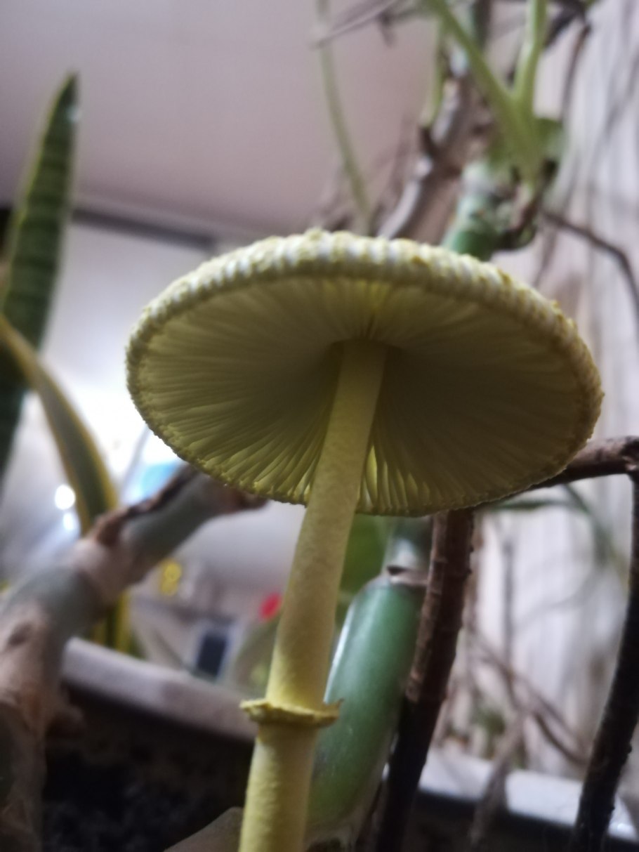 Leucocoprinus caldariorum
