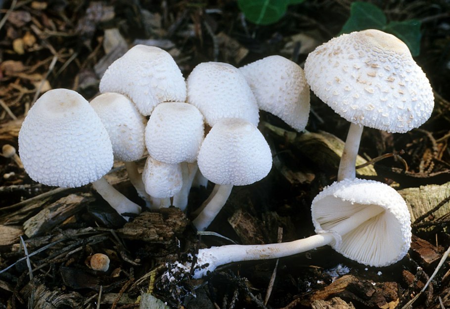 Leucocoprinus ianthinus