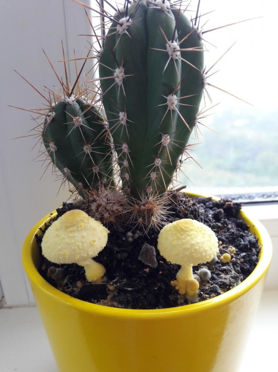 Грибы в цветочном горшке