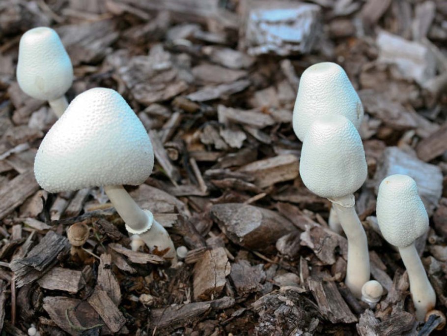 Ежовик ПУПКОВИДНЫЙ