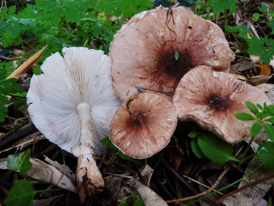 Белонавозник Бирнбаума в горшке