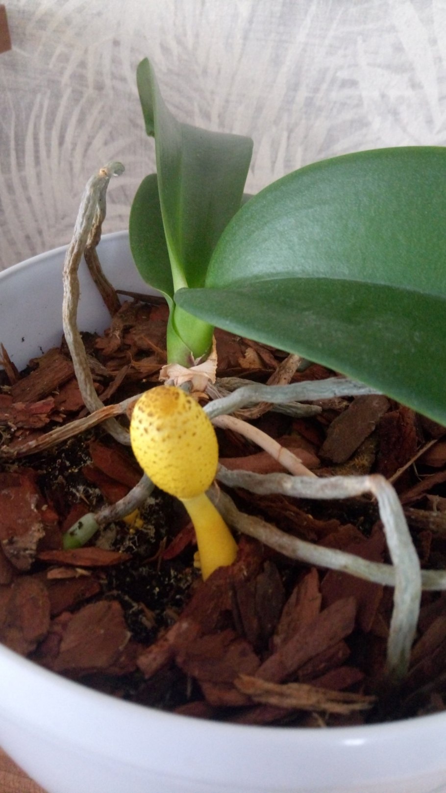Leucocoprinus birnbaumii