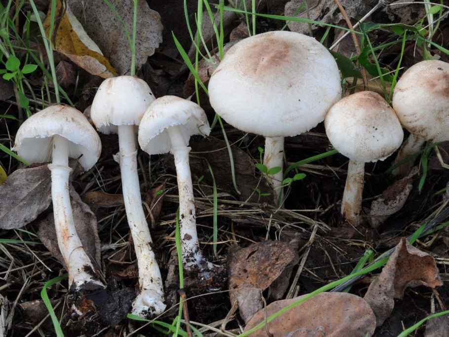 Лепиота Leucocoprinus