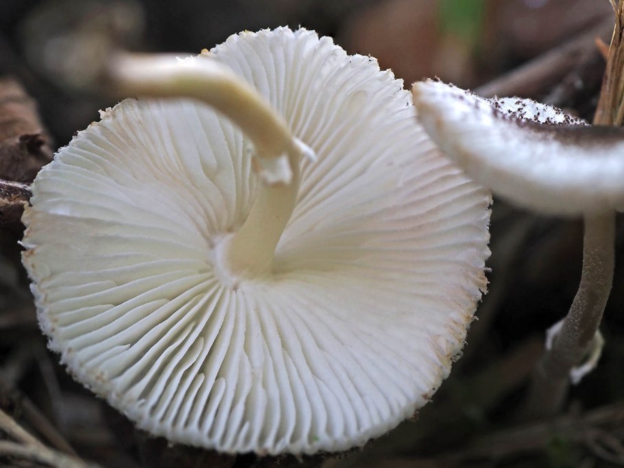 Белонавозник Бирнбаума ядовитый