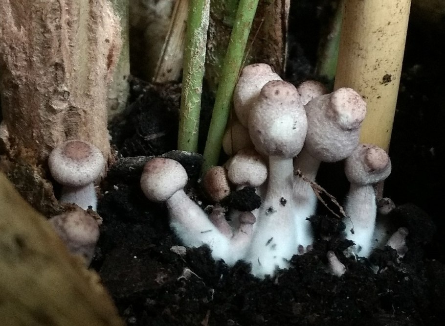 Белонавозник Бедхэма (Leucocoprinus badhamii)