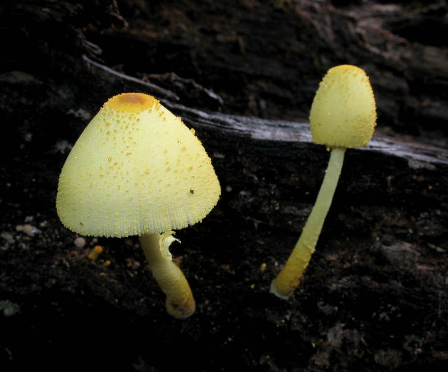 Белонавозник Бирнбаума