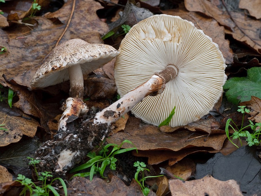 Белонавозник Пилата