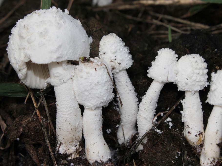 Белонавозник Бирнбаума в горшке