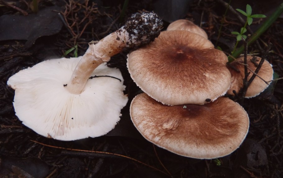 Белонавозник Бирнбаума