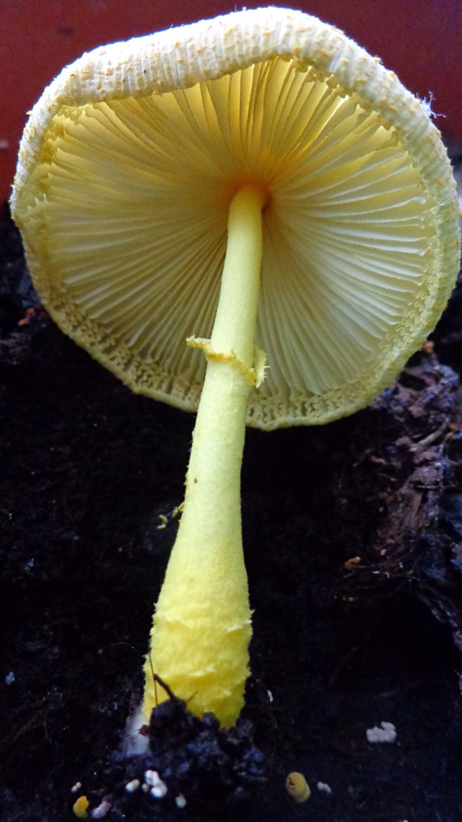 Лепиота Leucocoprinus