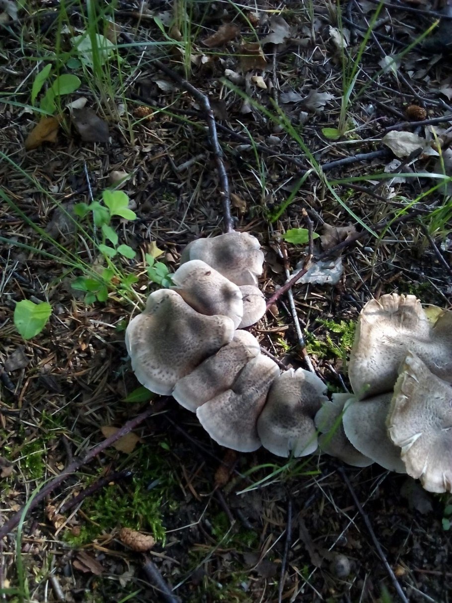 Рядовки съедобные белая ножка серая шляпка