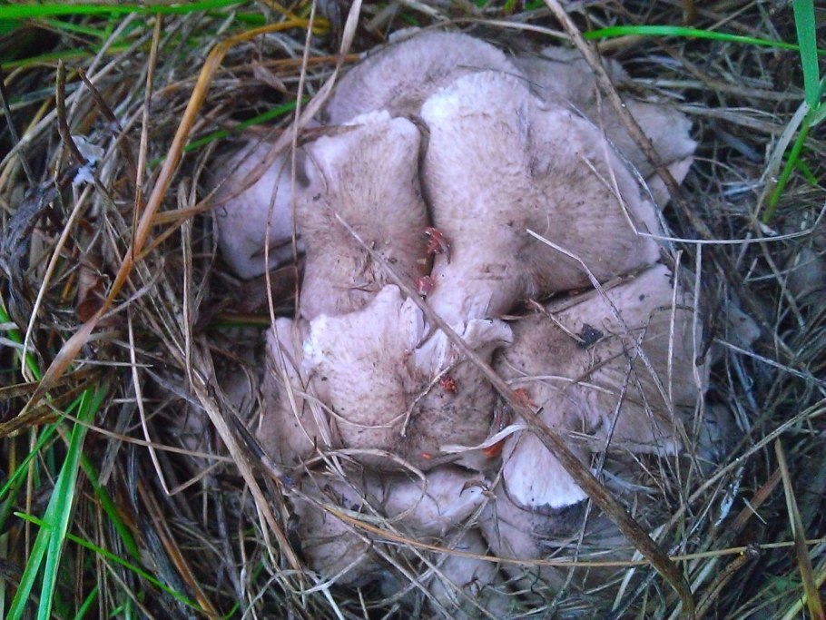 Грибы рядовки в Белгородской области