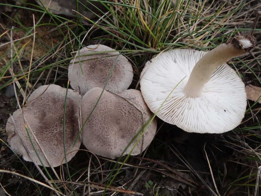 Грибы серухи рядовки