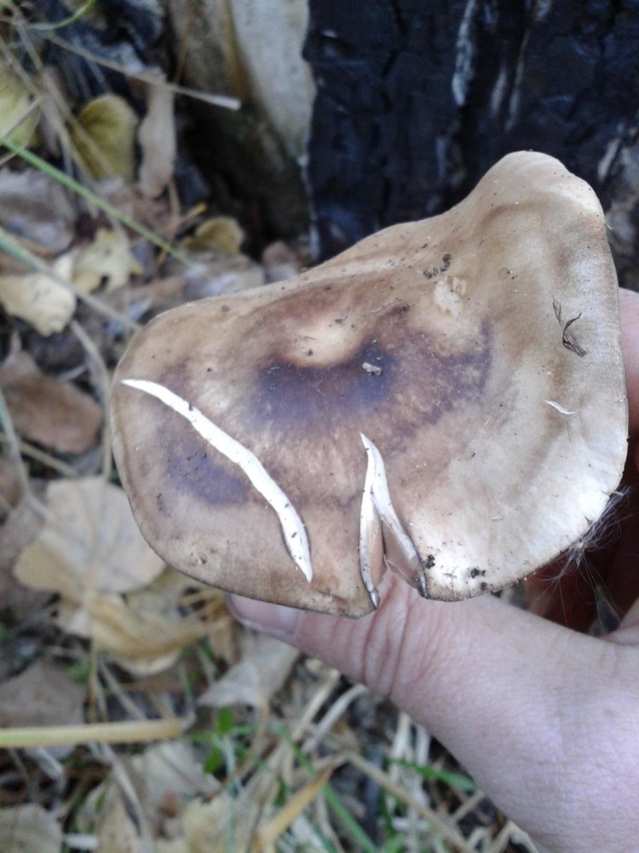 Ядовитые грибы в Тверской области