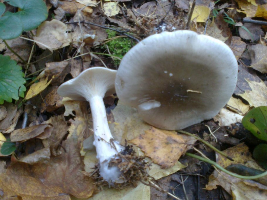 Рядовку белую — Tricholoma album