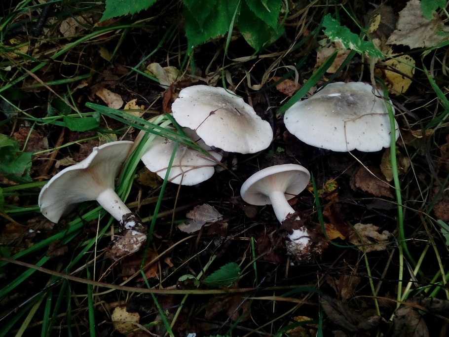 Гриб-зонтик девичий (Macrolepiota puellaris)