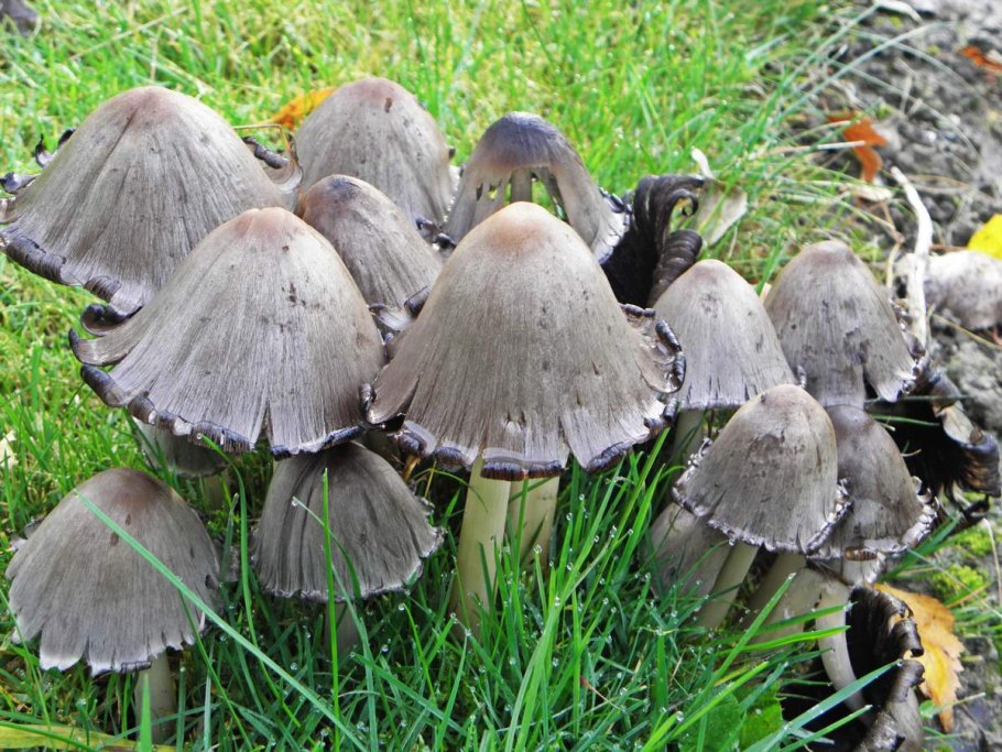 Рядовка опоясанная Tricholoma cingulatum