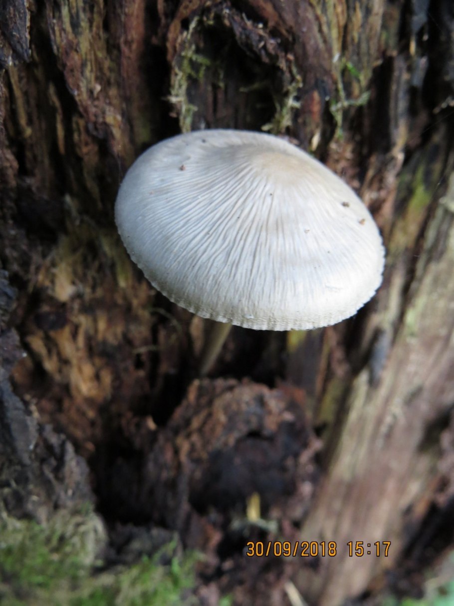 Волоконница Земляная псилоцибин