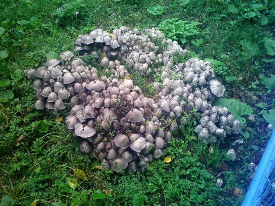 Грибы рядовки серые съедобные