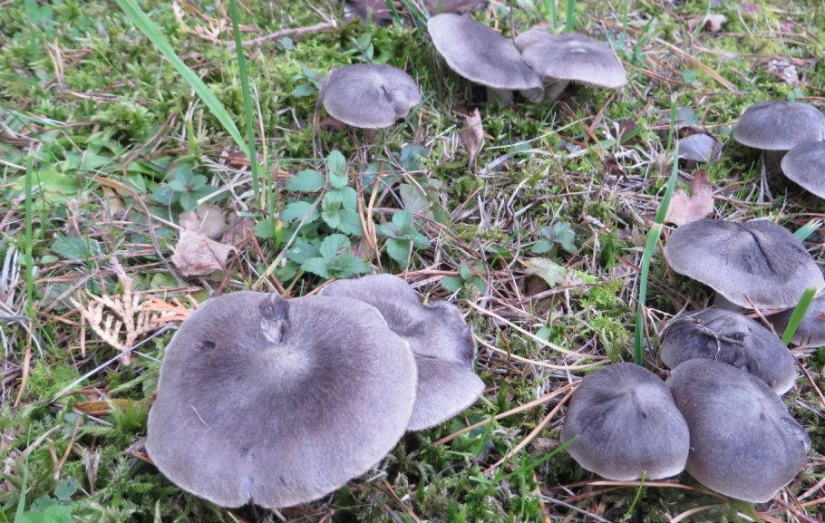 Рядовка серая Tricholoma portentosum.