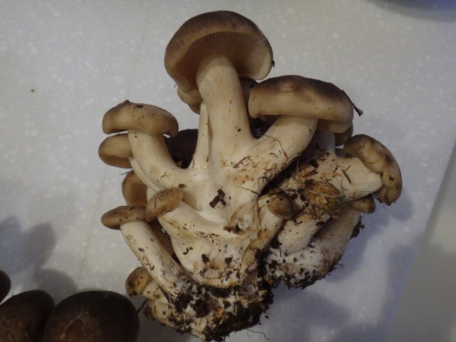 Навозник серый Coprinus atramentarius