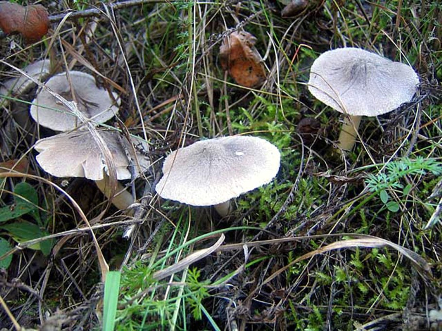 Майский гриб Calocybe gambosa