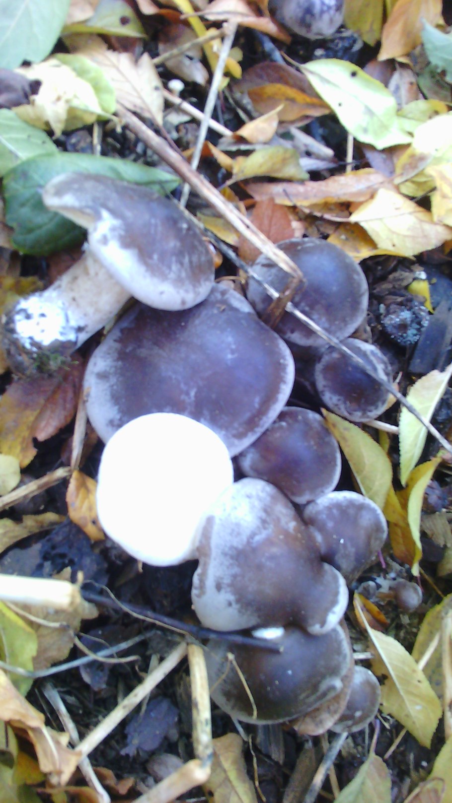 Белые грибы в Белоруссии