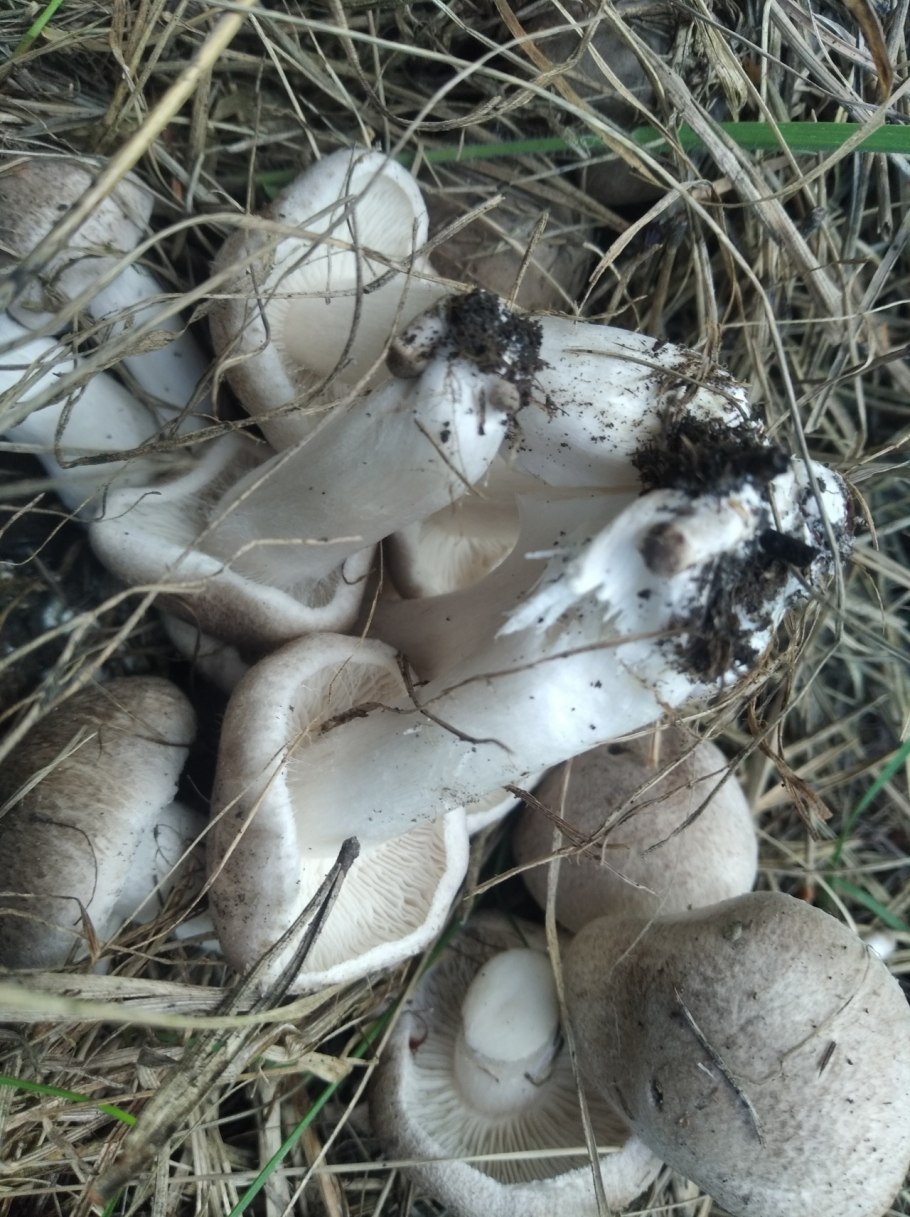 Tricholoma pardinum