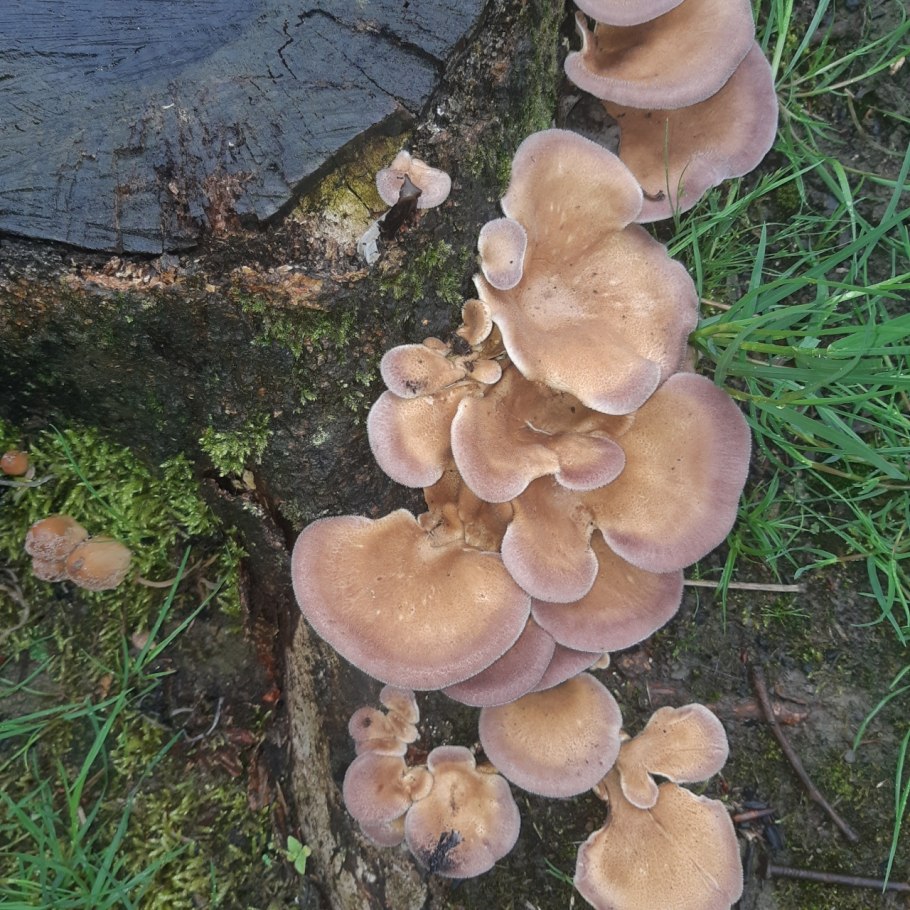 Панус грубый гриб