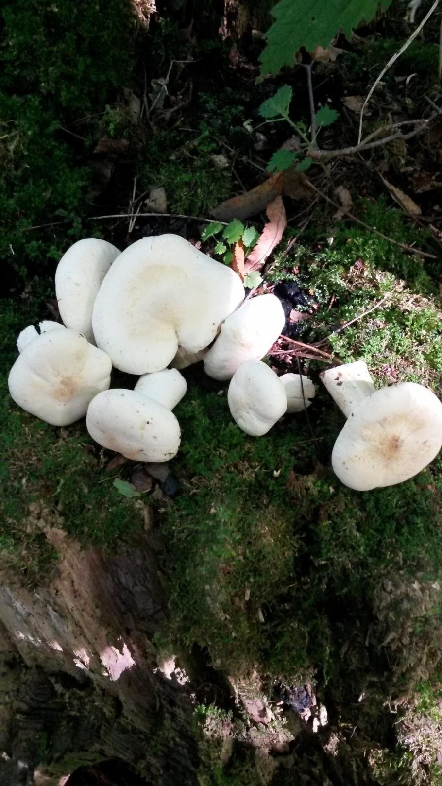 Грибы растущие кучками