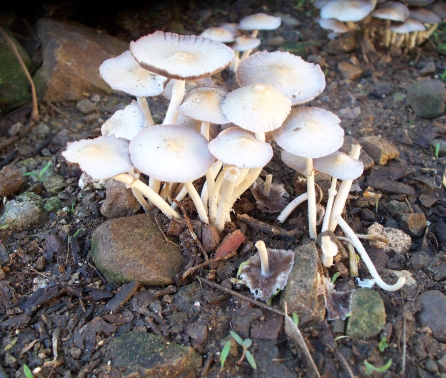 Рядовка скученная гриб