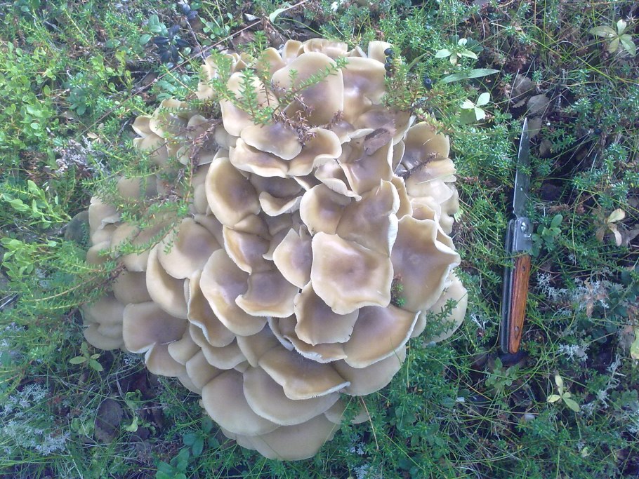 Грибы рядовки и поганка