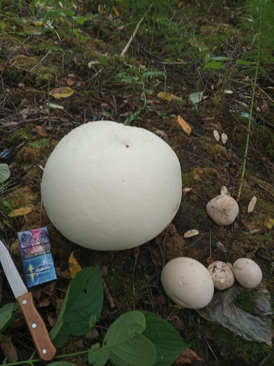 Гриб Calvatia gigantea