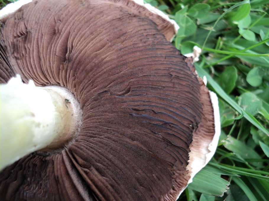 Самый большой гриб ГОЛОВАЧ