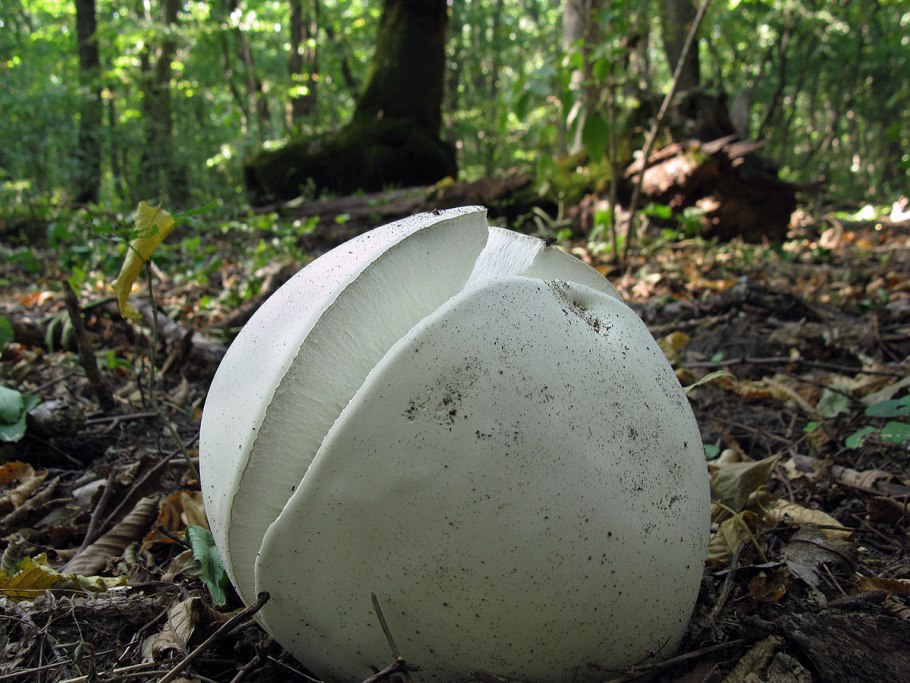 Шампиньоны фото